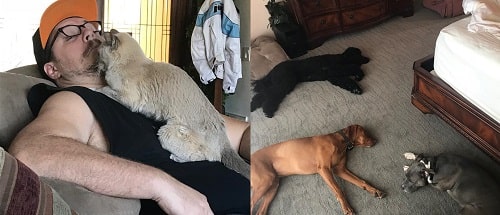 A picture of Cameron Britton's dogs and cat.